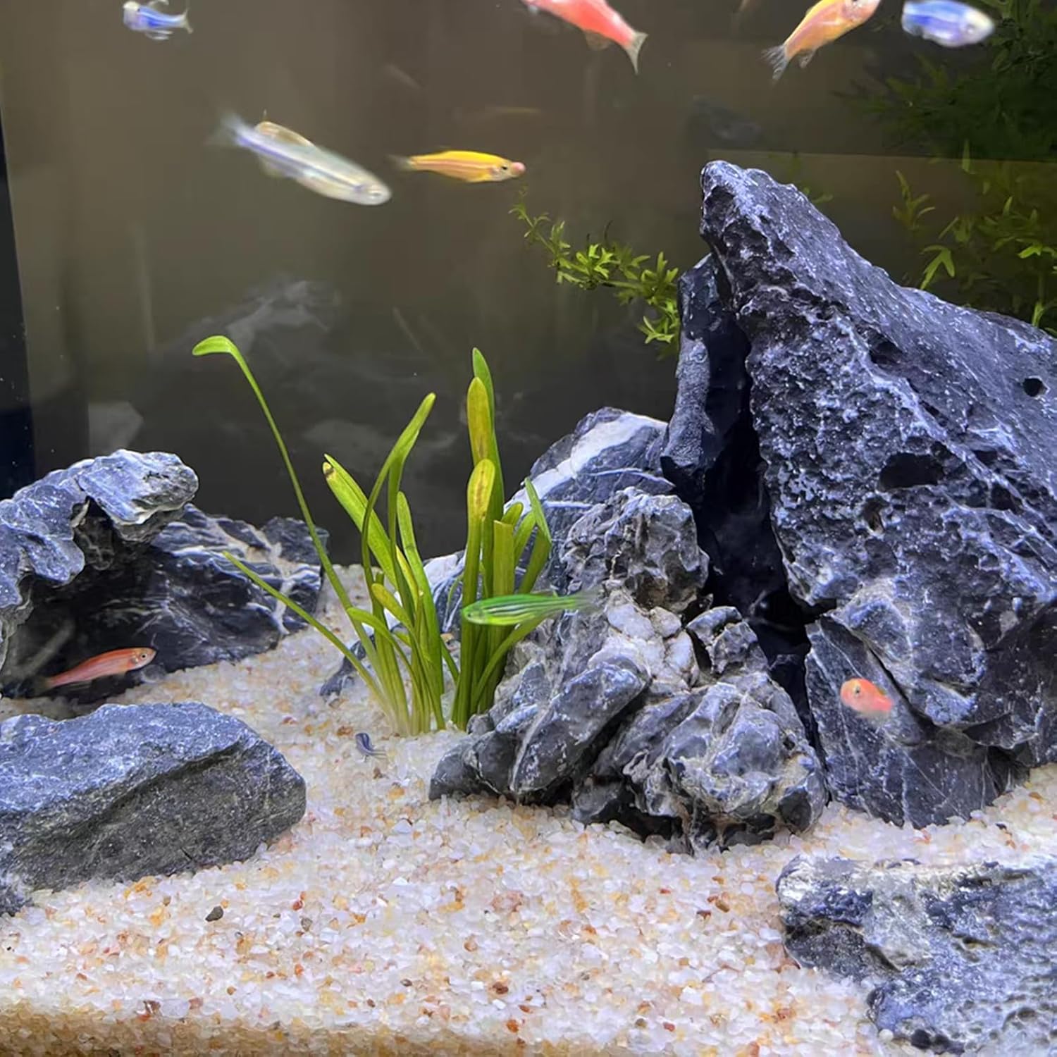 5lb Aquarium Silica Sand 0.4-0 - Aquarium Planted Sand ulasan dan harga