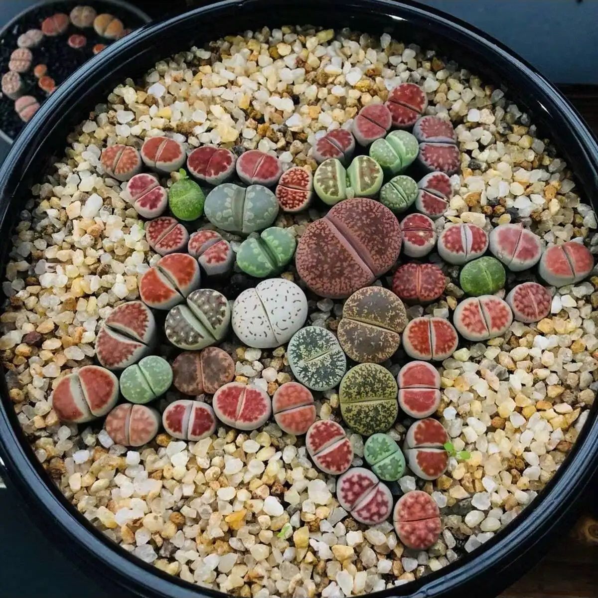 1pc-250g Natural Crystals Grav - Aquarium Planted Sand ulasan dan harga