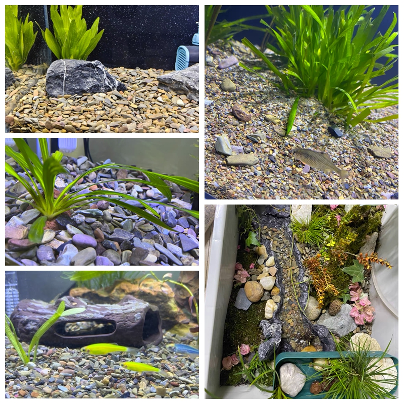 500g Fish Tank Bottom Sand Sto - Aquarium Planted Sand ulasan dan harga