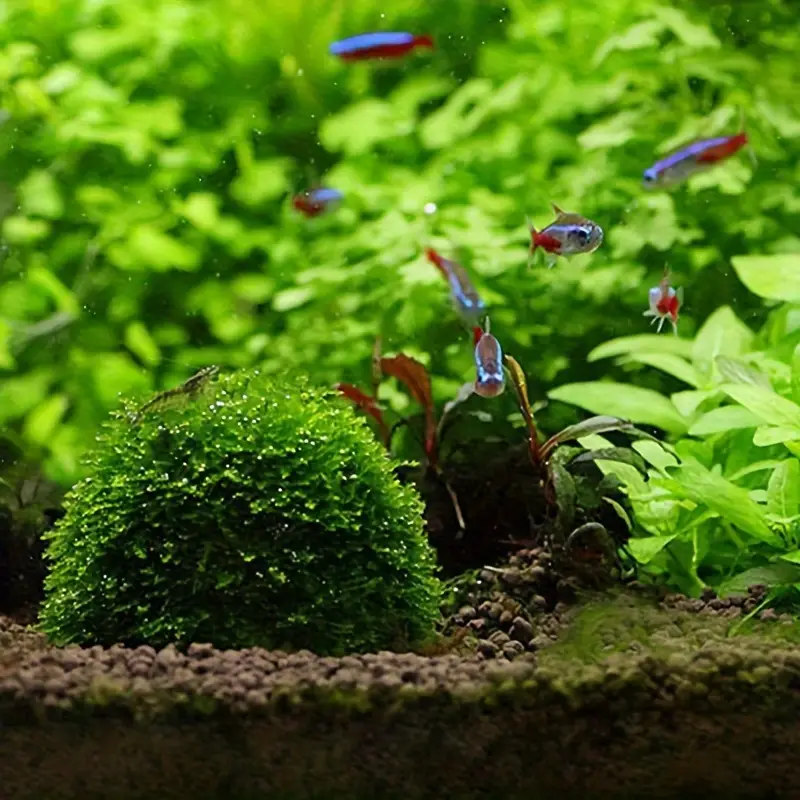 Plastic Aquarium Moss Ball Fil - Aquarium Plant Rings ulasan dan harga