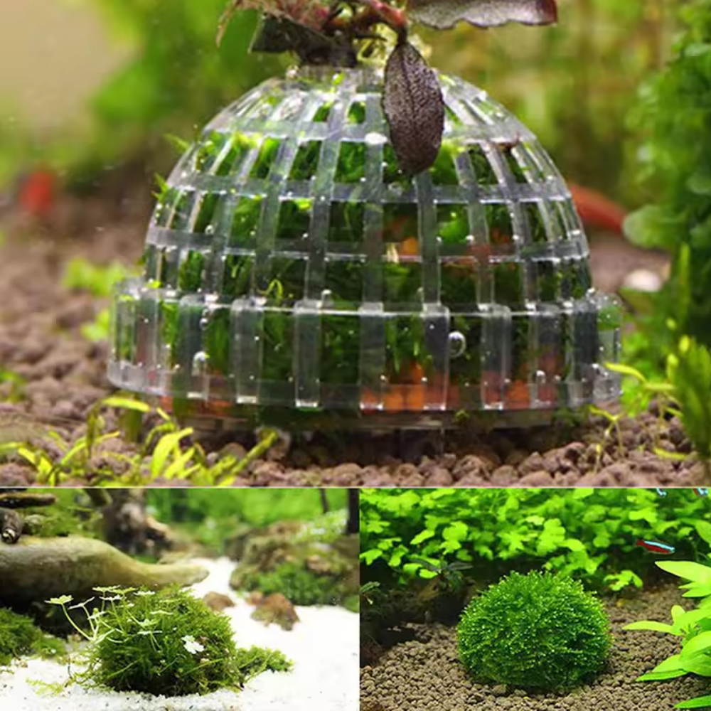 Plastic Aquarium Moss Ball Fil - Aquarium Plant Rings ulasan dan harga