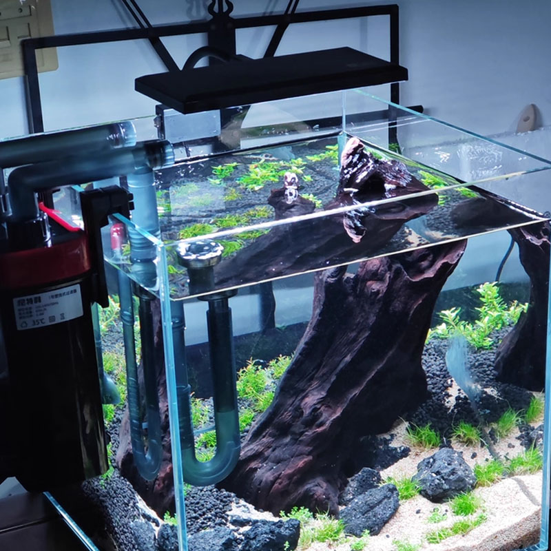 Aquarium Fish Tank Full Spectr - Planted Aquarium Cycling ulasan dan harga