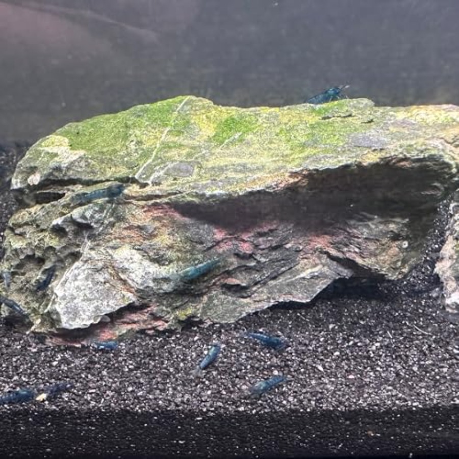 Aquarium Sand, 0 Fish Tank San - Aquarium Planted Sand ulasan dan harga