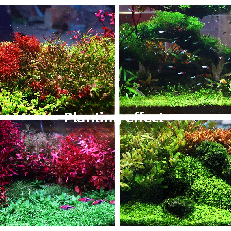 SYSENCIAGA Planted Aquarium Su - Aquarium Planted Sand ulasan dan harga