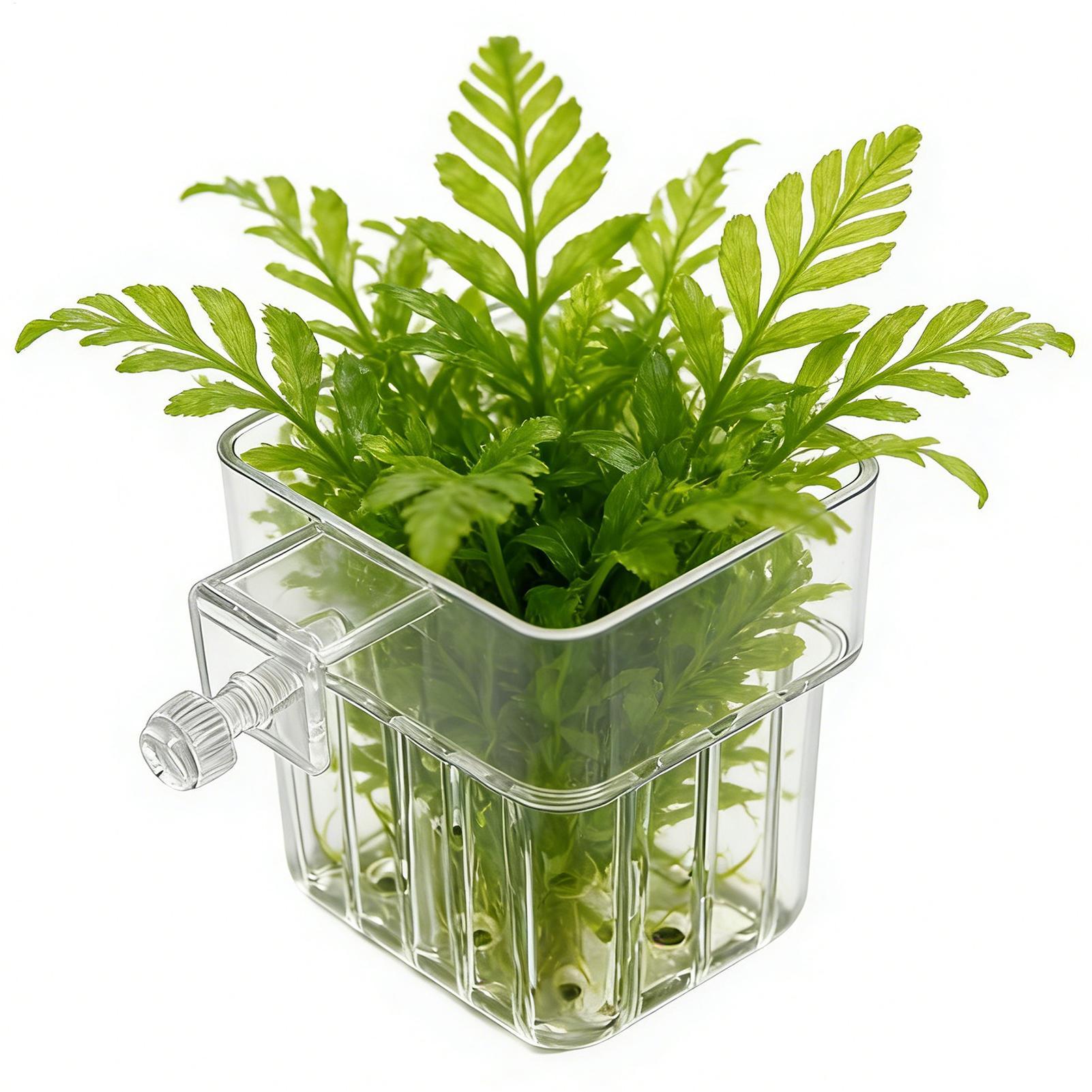 1pcs Plant Holder For Fish Tan - Aquarium Plant Rings ulasan dan harga