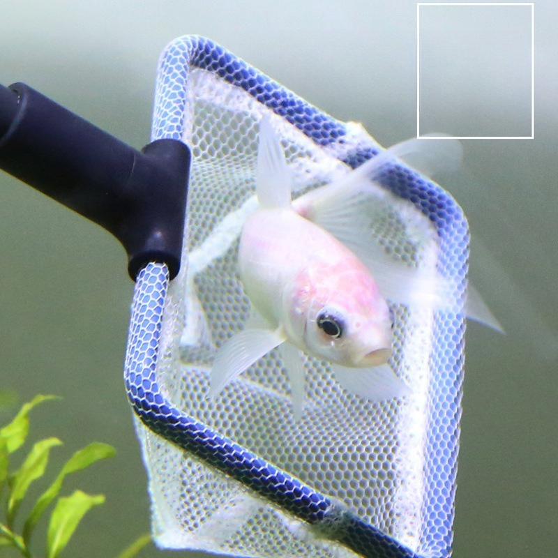 Aquarium Cleaning Tool Set Mul - Aquarium Planted Sand ulasan dan harga