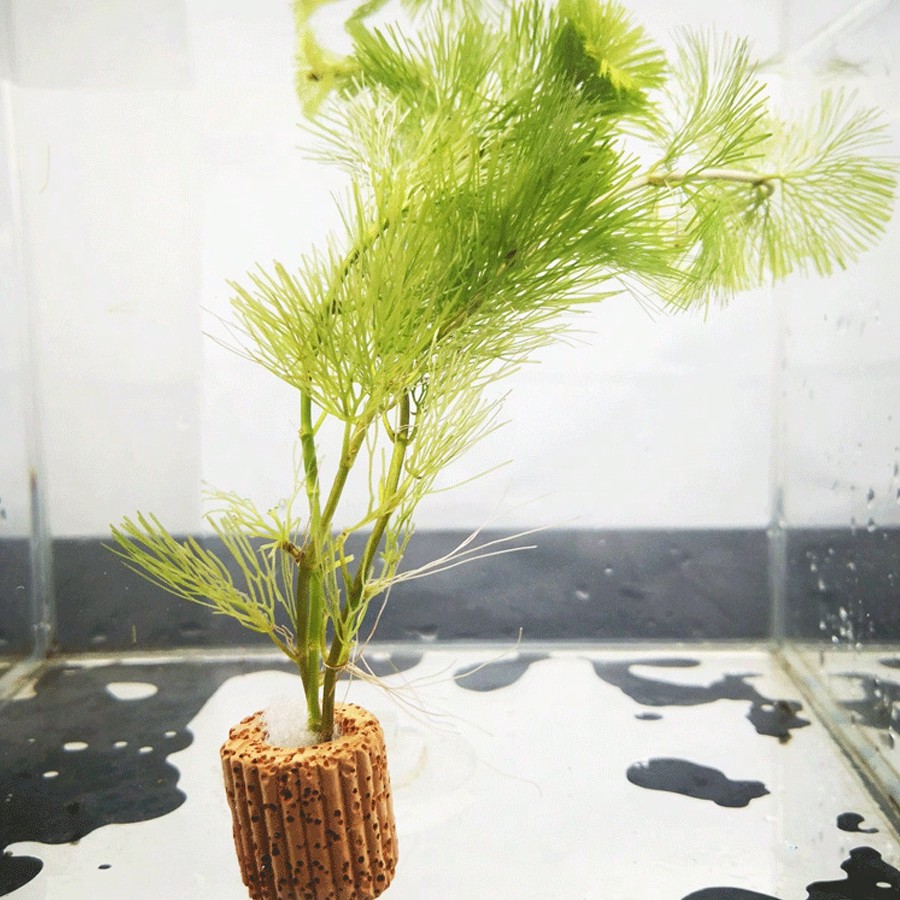 High   Quality Aquarium Plant  - Aquarium Plant Rings ulasan dan harga
