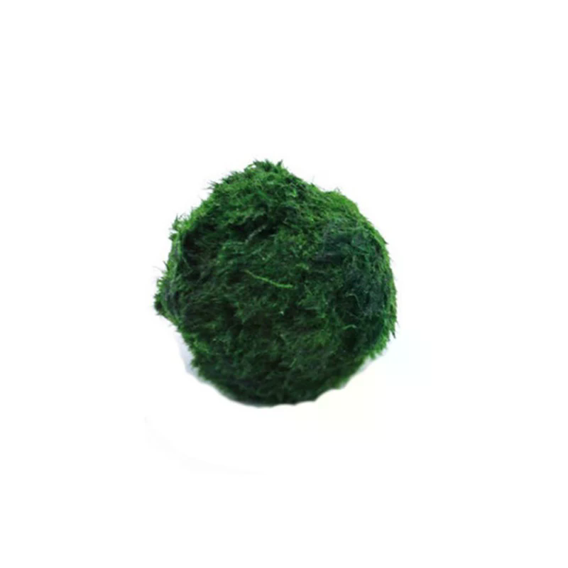 3-4cm Marimo Moss Balls Live A - Planted Aquarium Maintenance ulasan dan harga