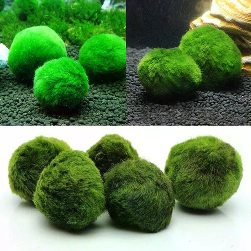 3-4cm Marimo Moss Balls Live A - Planted Aquarium Maintenance ulasan dan harga