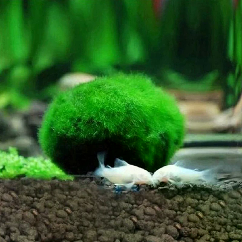 3-4cm Marimo Moss Balls Live A - Planted Aquarium Maintenance ulasan dan harga