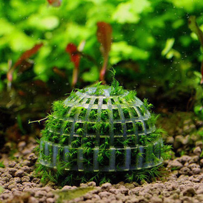 Aquatic Pet Supplies Decoratio - Planted Aquarium Maintenance ulasan dan harga