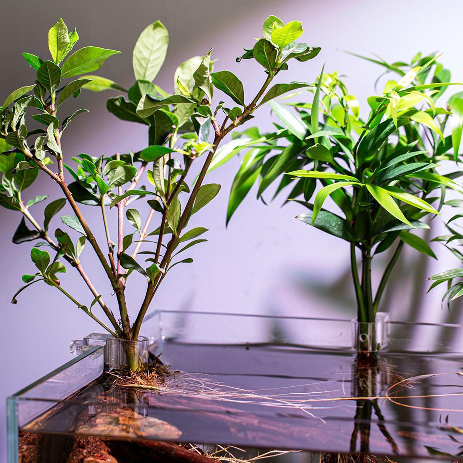 Plant Holder For Aquarium 6 Pi - Aquarium Plant Rings ulasan dan harga