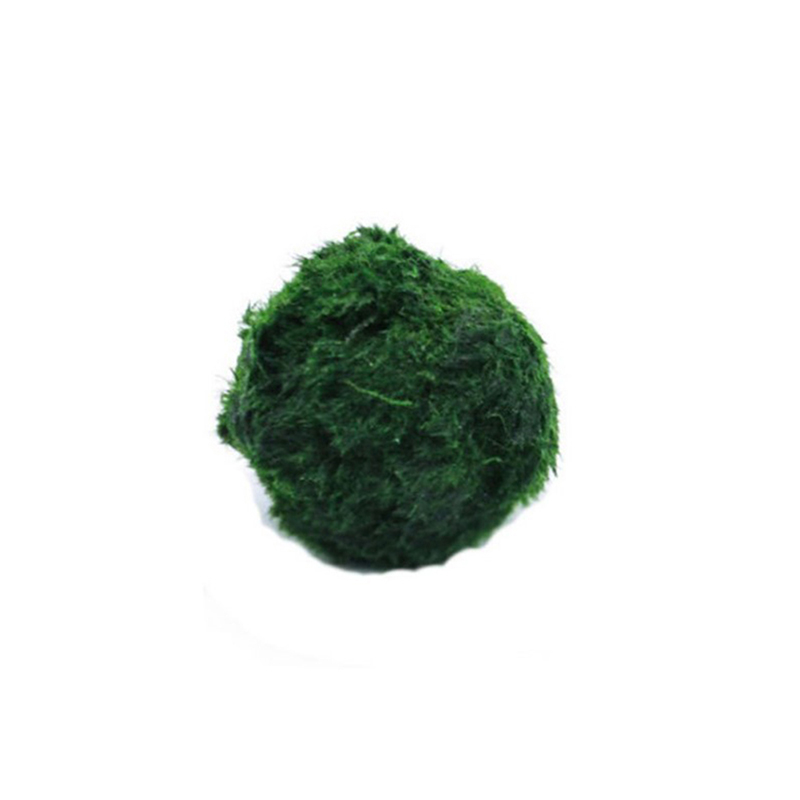 Live Marimo Moss Balls 3-4cm G - Planted Aquarium Maintenance ulasan dan harga