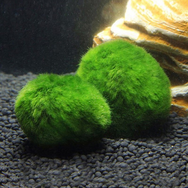 Live Marimo Moss Balls 3-4cm G - Planted Aquarium Maintenance ulasan dan harga