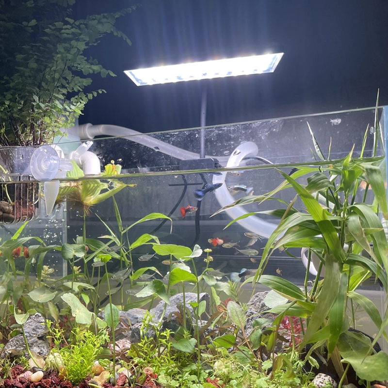 Aquarium Fish Tank Full Spectr - Planted Aquarium Cycling ulasan dan harga